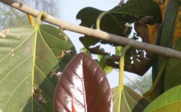 वन्दे वसंत वन्दे वसंत