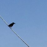 आज का विचार आस्था का सूर्य उदय होते ही जग प्रकृति की हर शय खूबसूरत नज़र आती है।