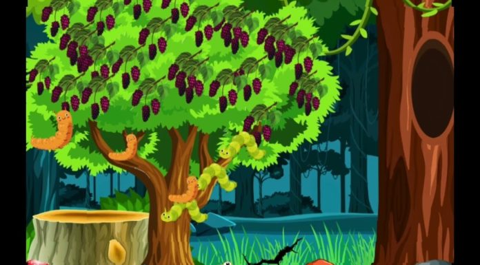 श्वेतलाना